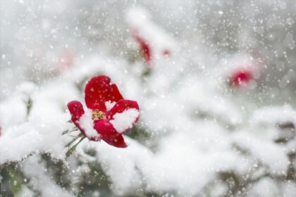 Flowers in Snow